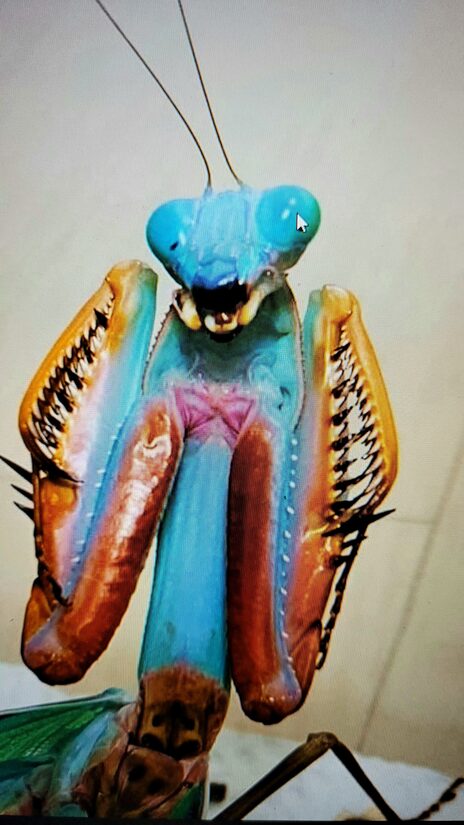 Гигантский древесный богомол