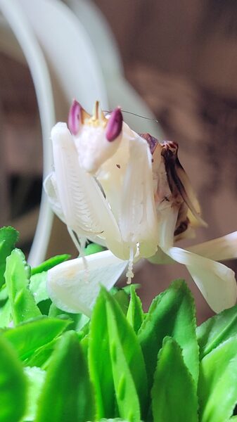 Hymenopus coronatus dievlūdzejs