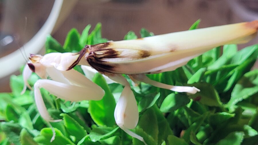 Hymenopus coronatus dievlūdzējs 