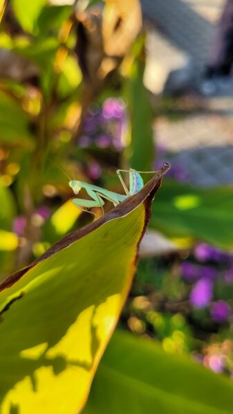 Sphodromantis lineola